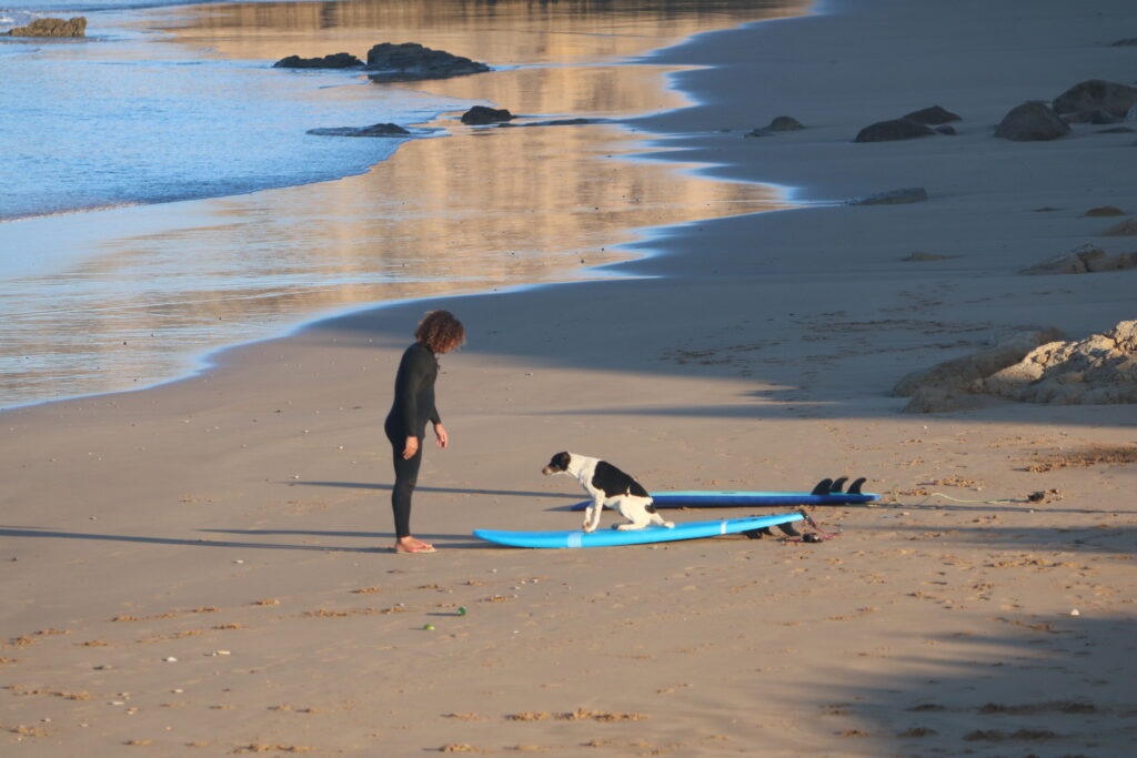 Coach de surf jouant avec un chien sur une planche de surf au lever du soleil pendant l’échauffement des élèves.