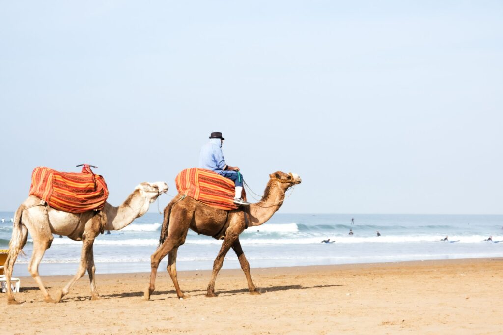 Chameaux marchant sur la plage de Crocro près de Tamraght, au Maroc.